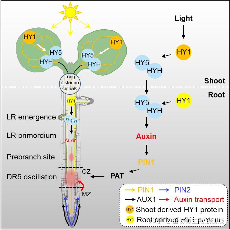 图3 光信号介导hy1调控拟南芥根系侧根发育的功能机制模式图合肥工业