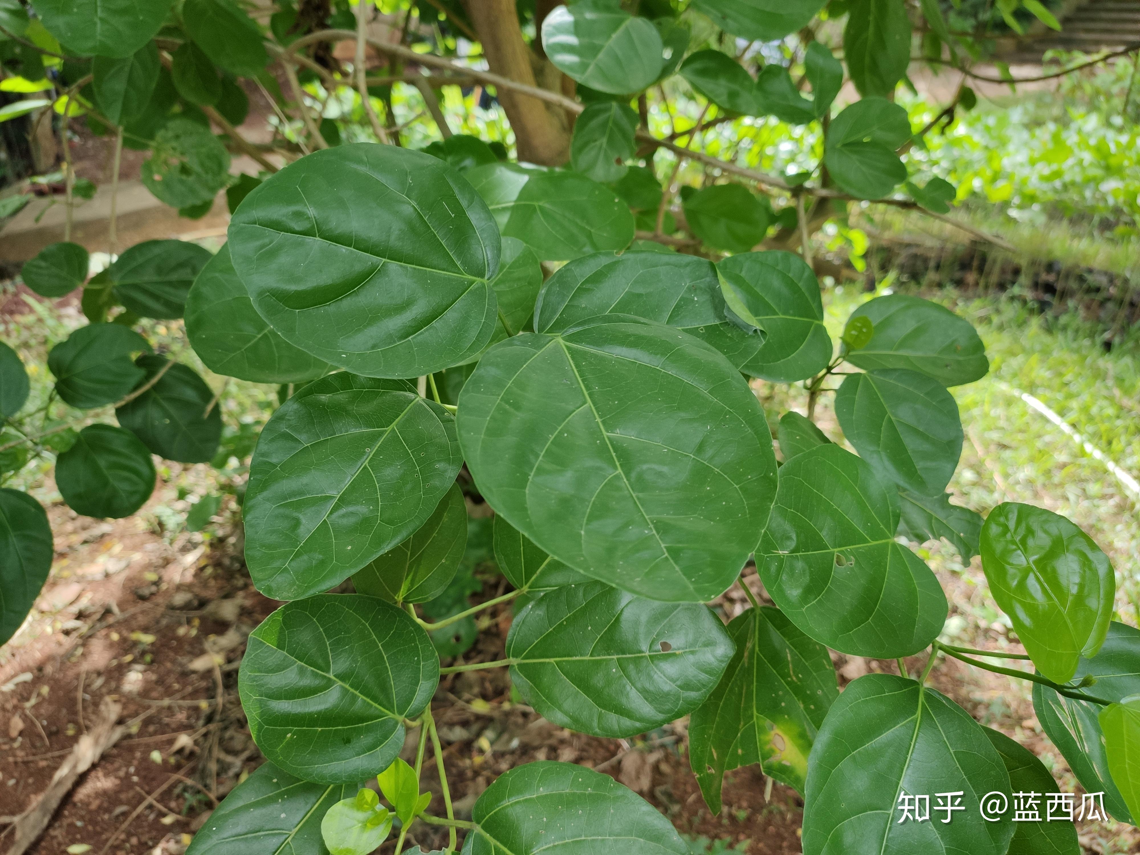 半红树植物唇形科