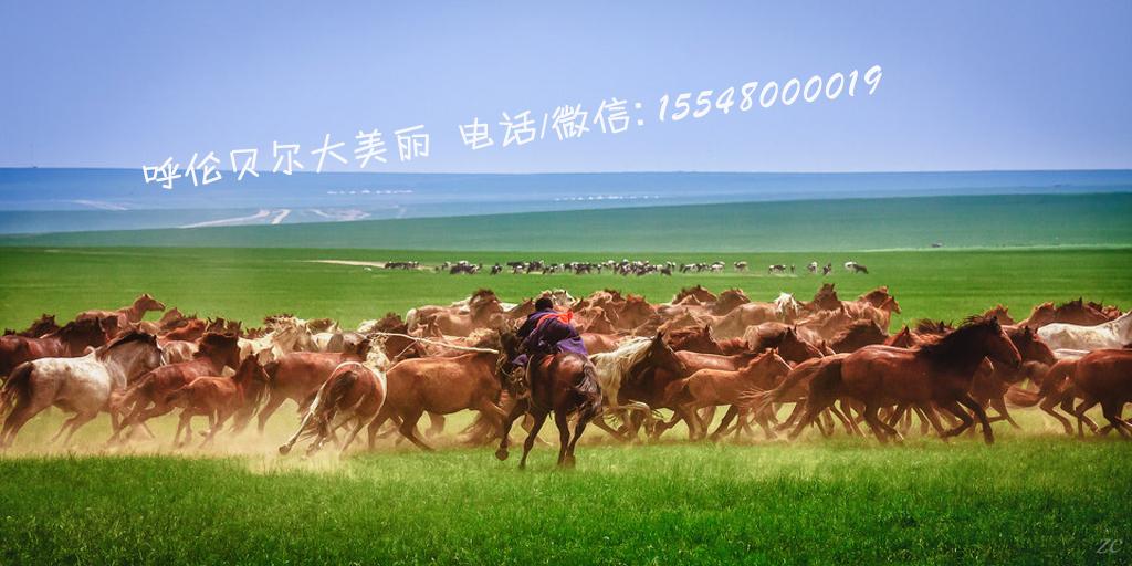 求推荐下八月去呼伦贝尔的旅游路线 五天左右