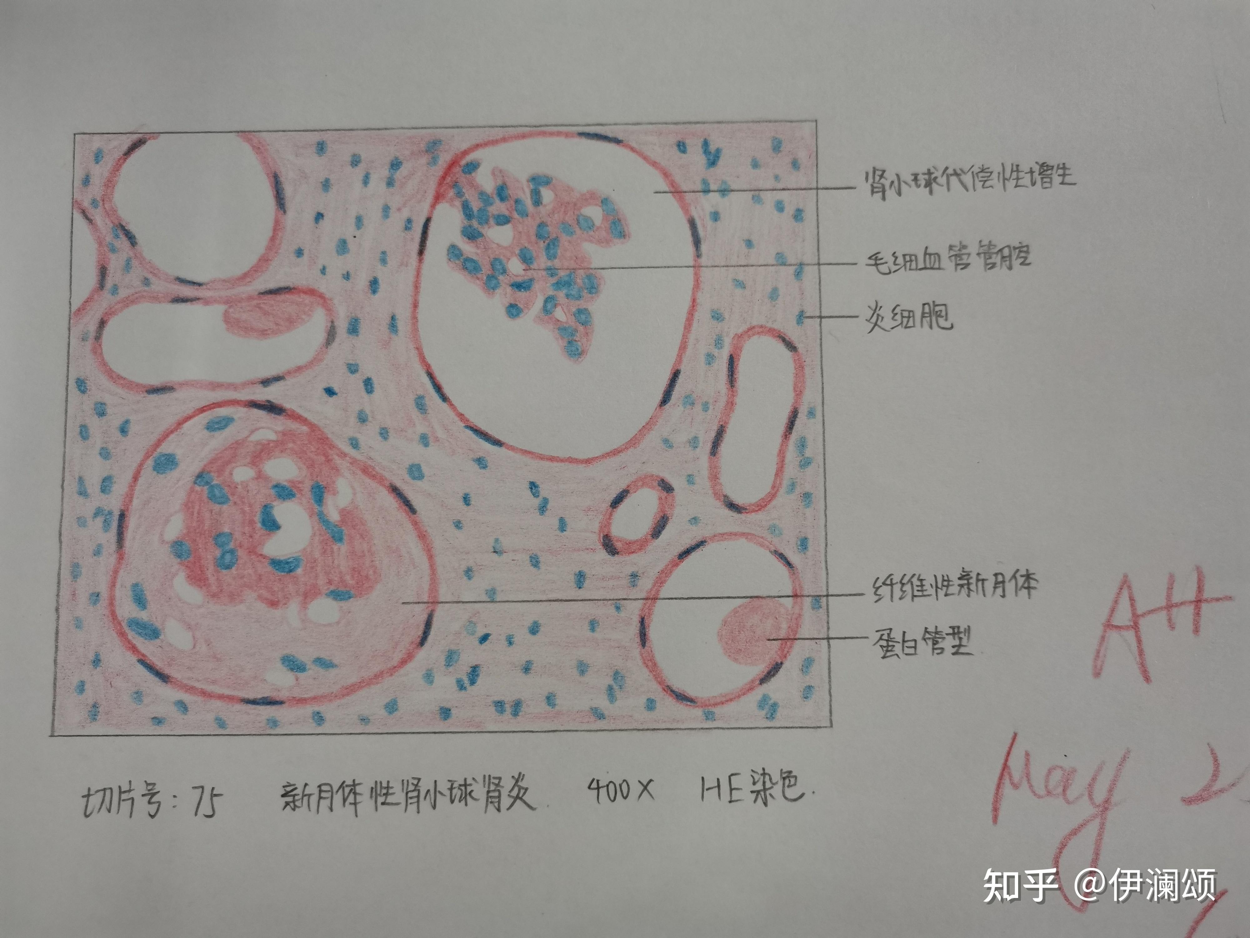 单核细胞图片手绘图图片
