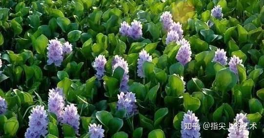 蓝紫色系 34种高贵典雅植物 知乎
