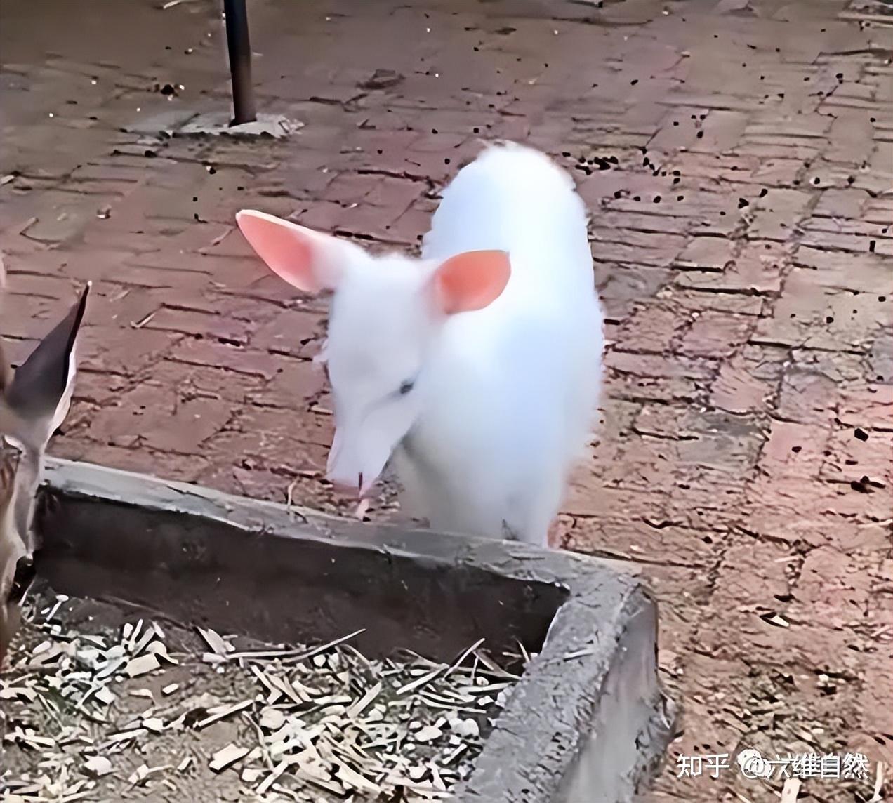 吉林一养殖场出现白色梅花鹿,一身雪白色像仙鹿,这是白化小鹿?