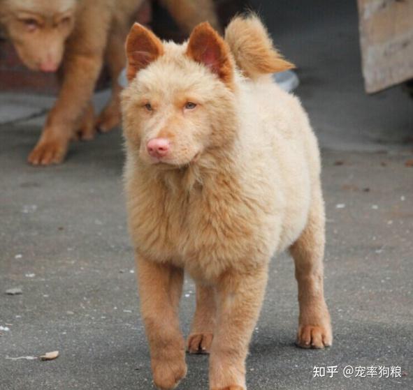 "五红犬"为啥越来越多人想养?铲屎官:养了才知道"真香"