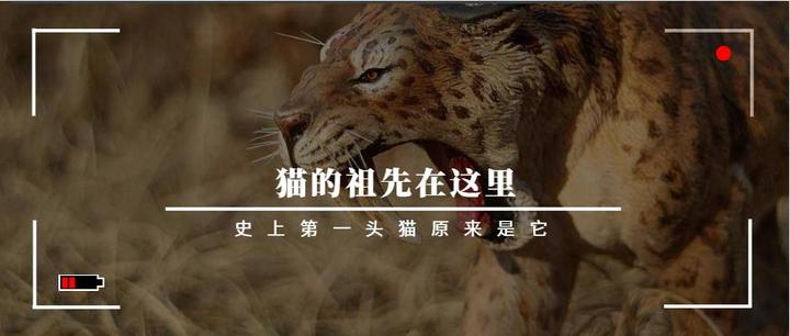 猫的祖先在这里 知乎 猫的祖先在这里 知乎