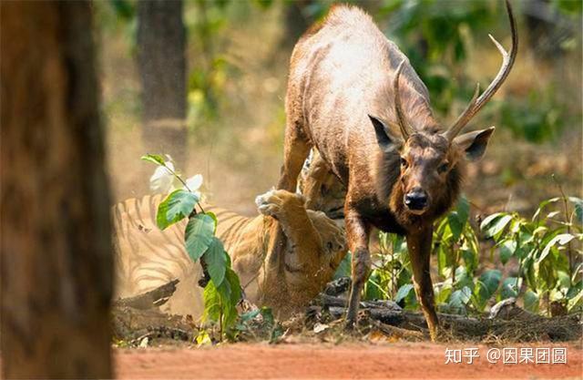 母老虎的怪异行为为虎王老公提供食物却对虎崽凶悍严厉
