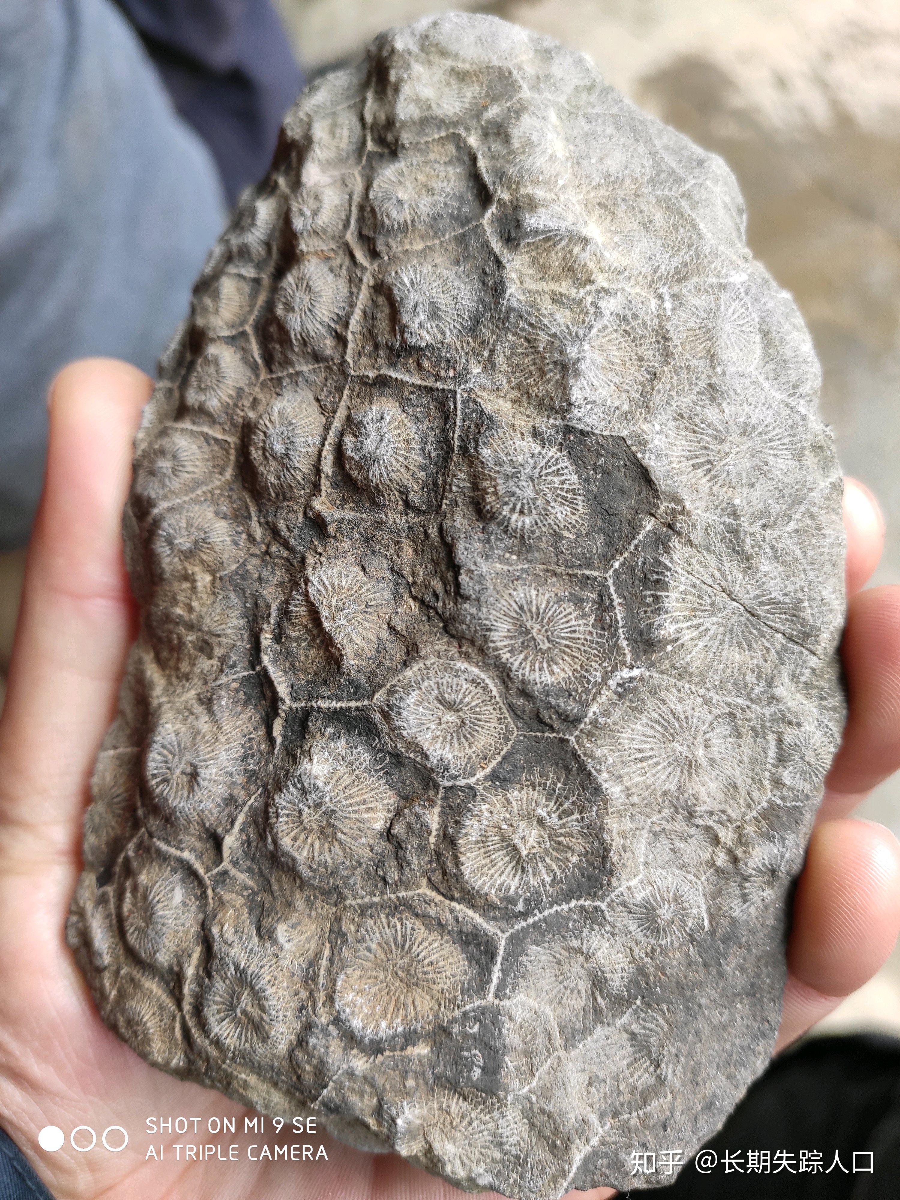 真正的古代螺旋蝸牛化石的石化殼 照片背景圖桌布圖片免費下載 - Pngtree