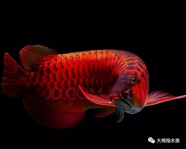 大湖红龙鱼特点图片