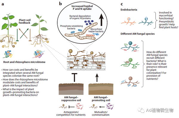 Annual Review of Plant Biology | 植物与菌根真菌相互作用的成本和效益! - 知乎
