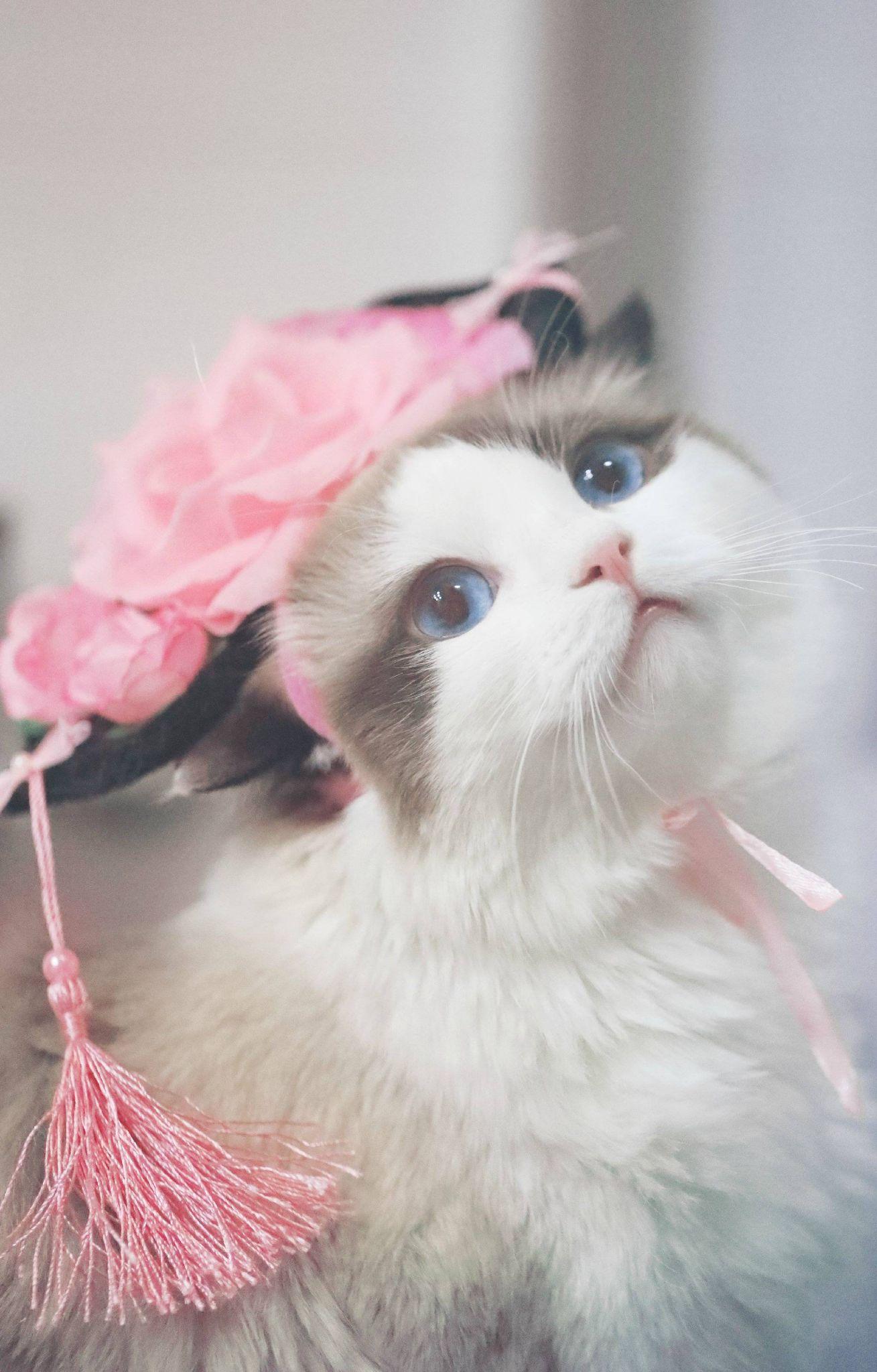 有哪些好看的猫咪壁纸或头像? - 知乎