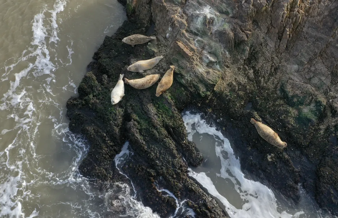 爱拍肚皮的斑海豹你了解多少