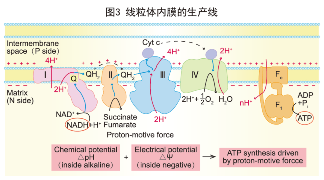 解密:为什么我们人体需要额外补充nad ?