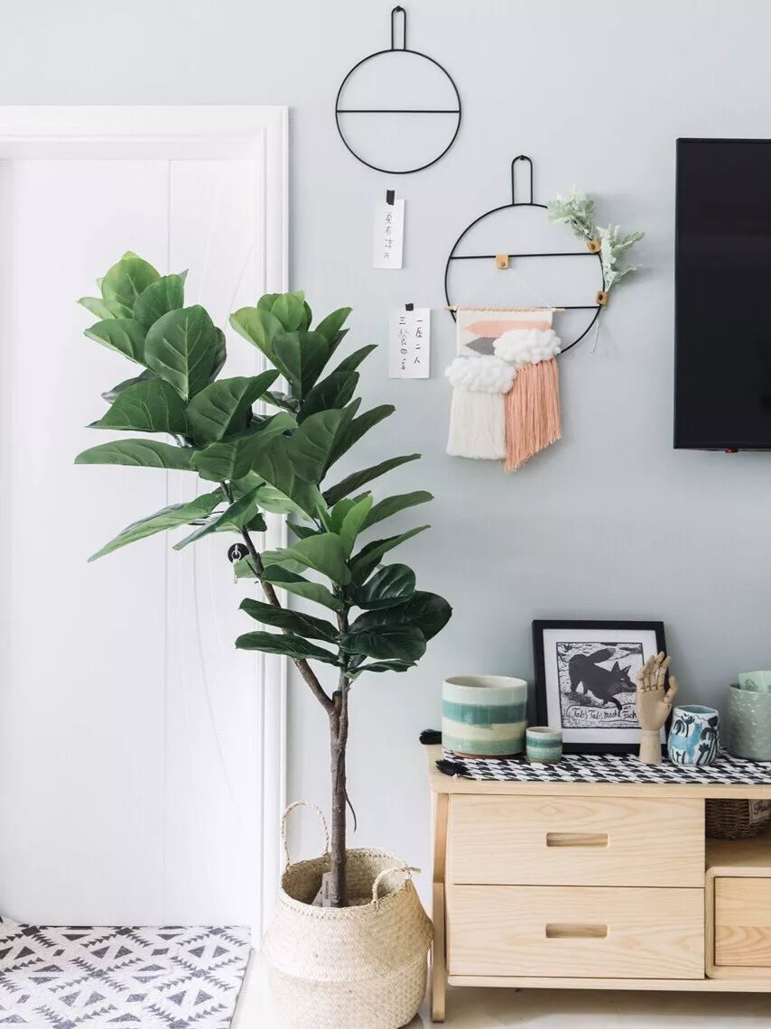 室内绿植推荐客厅琴叶榕 v2-e28d29dced09974d6c33746ac7fb1665_r.jpg