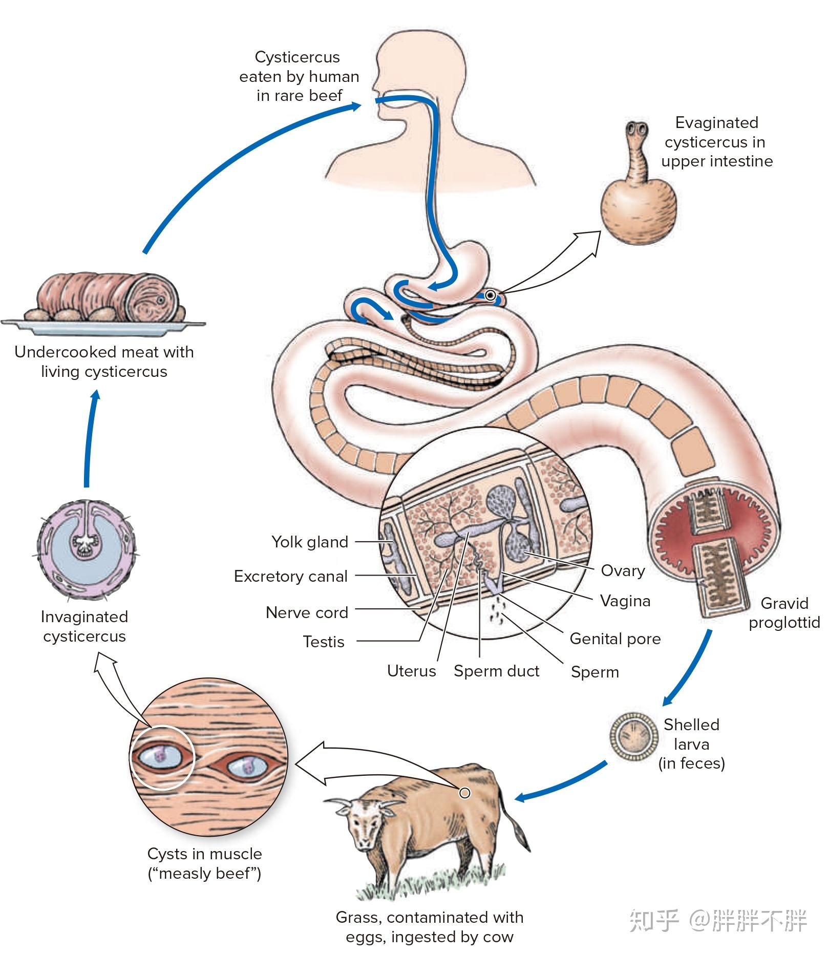 生物学笔记无腔动物门扁形动物门