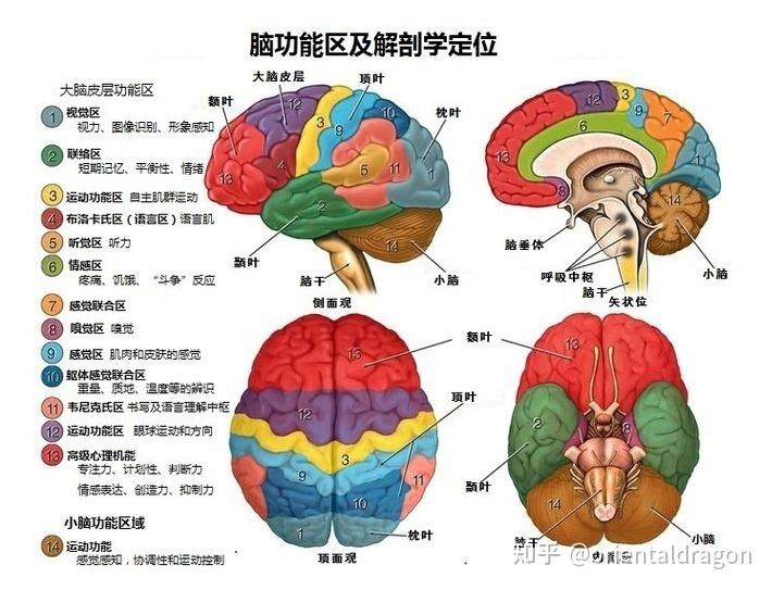 大脑语言区位置图片图片