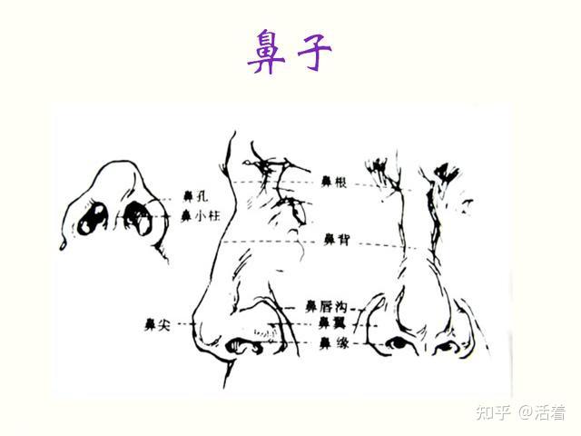 鼻梁和鼻根在哪里图片