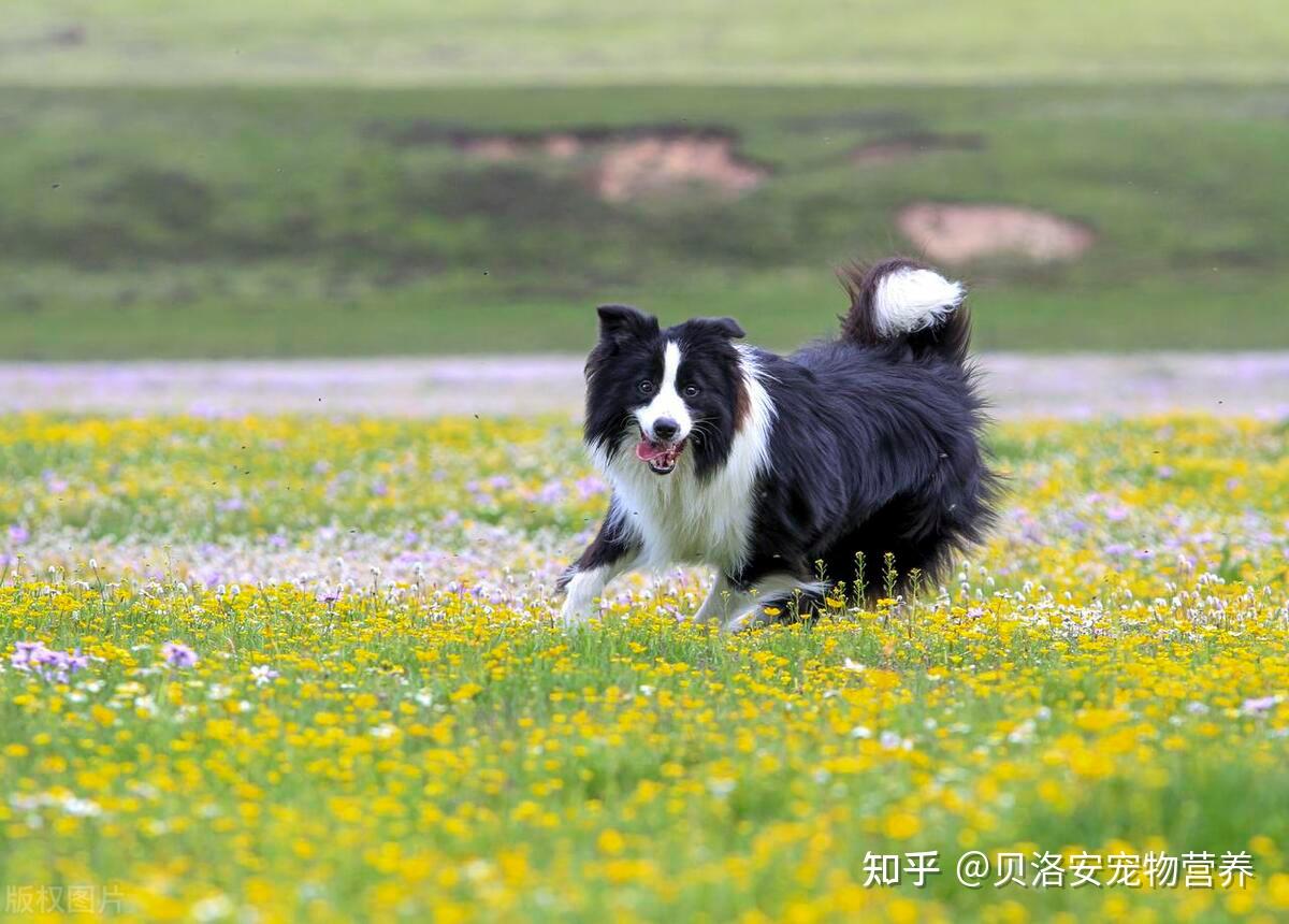 世界上最聪明的10种狗狗，第一名当之无愧，最后一种让人不敢相信！ - 知乎
