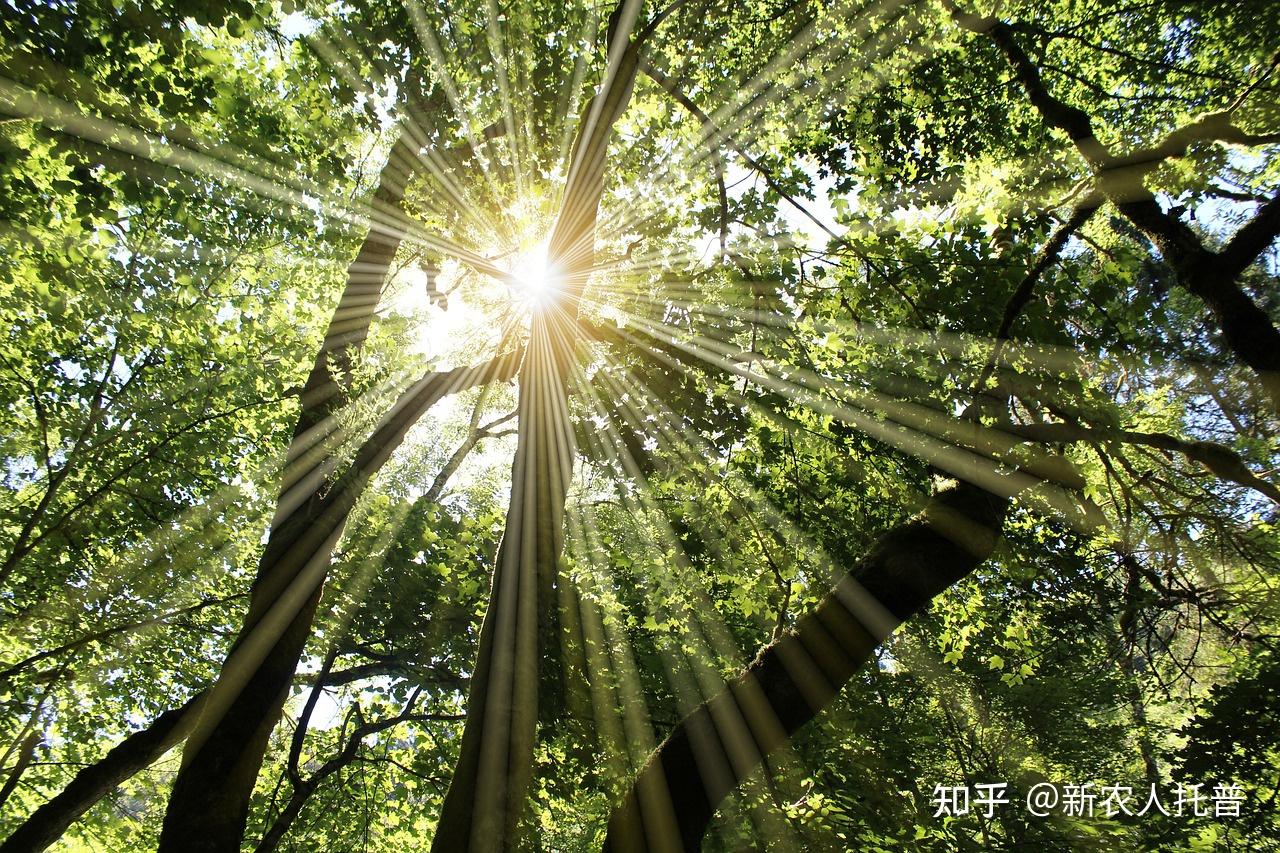 植物光谱测量仪|一键获取植物光谱分布图 - 知乎