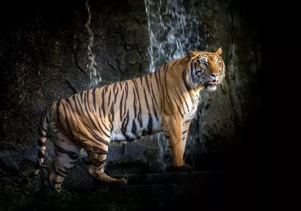 中国的国宝动物是熊猫 韩国竟是它 知乎
