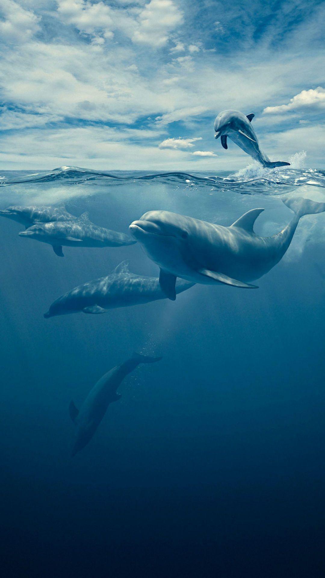 有没有关于鲸鱼的壁纸呢很喜欢一直找不到好看的