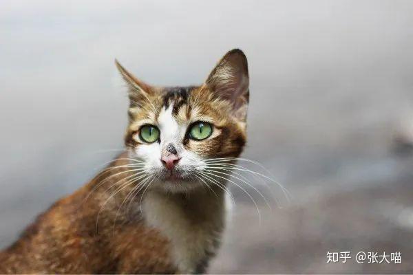 辟谣！猫咪不听话扔一次再捡回来就乖了？猫被抛弃后会经历什么？ - 知乎