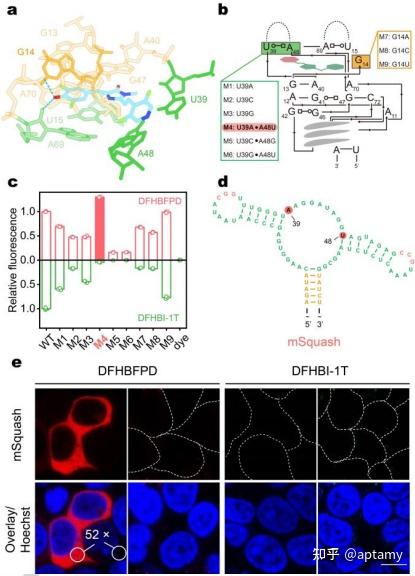 聂舟 Angew:用于活细胞中RNA光活性双色成像的正交荧光RNA - 知乎