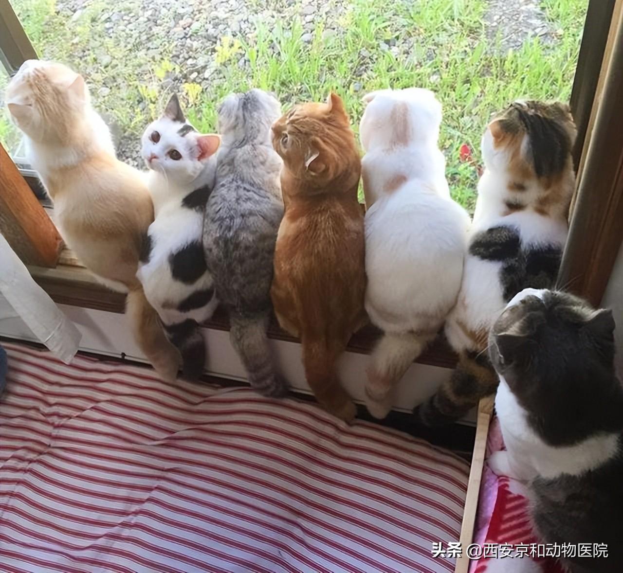 养多只猫咪是什么感觉