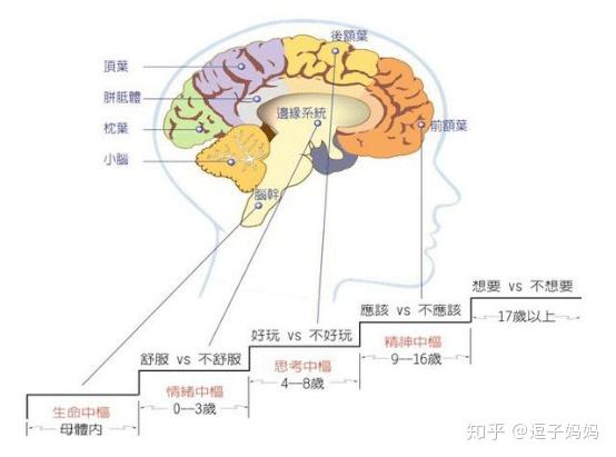 杏仁核位于下层大脑,它的作用是当危险来临时,大脑不用经过思考即可