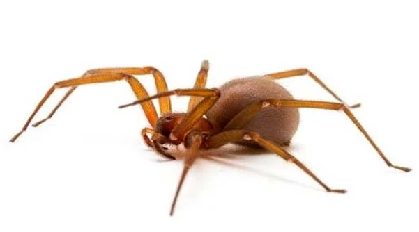 智利的隐士蜘蛛被认为是所有隐士蜘蛛中最危险的,它们的叮咬会造成