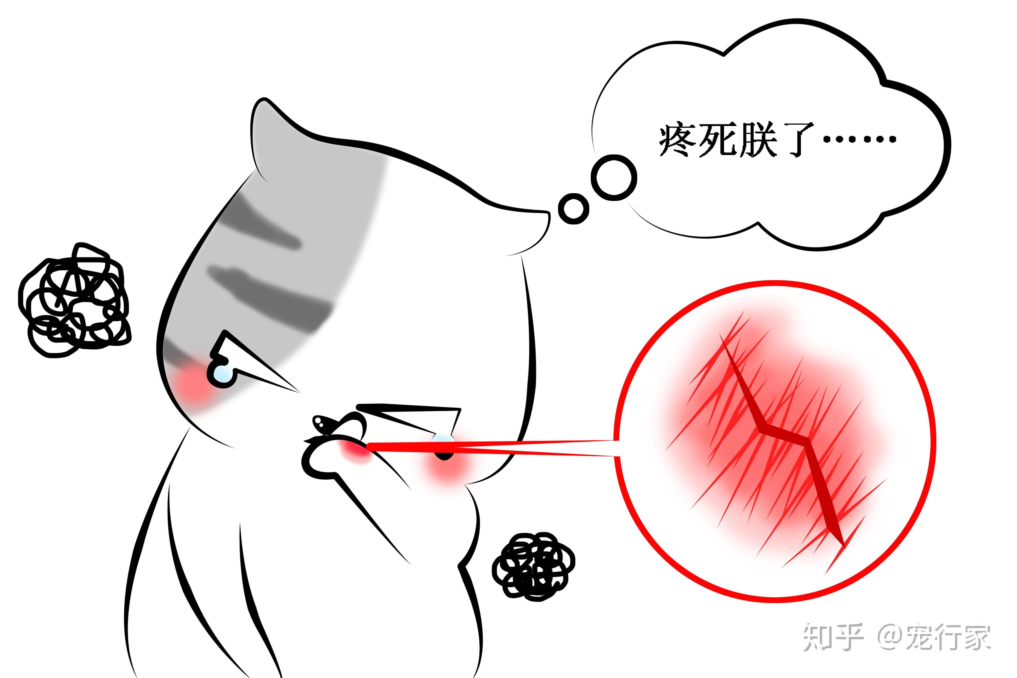 爱舔舐自己的猫咪是真的爱干净吗还是什么原因导致的迫不得已