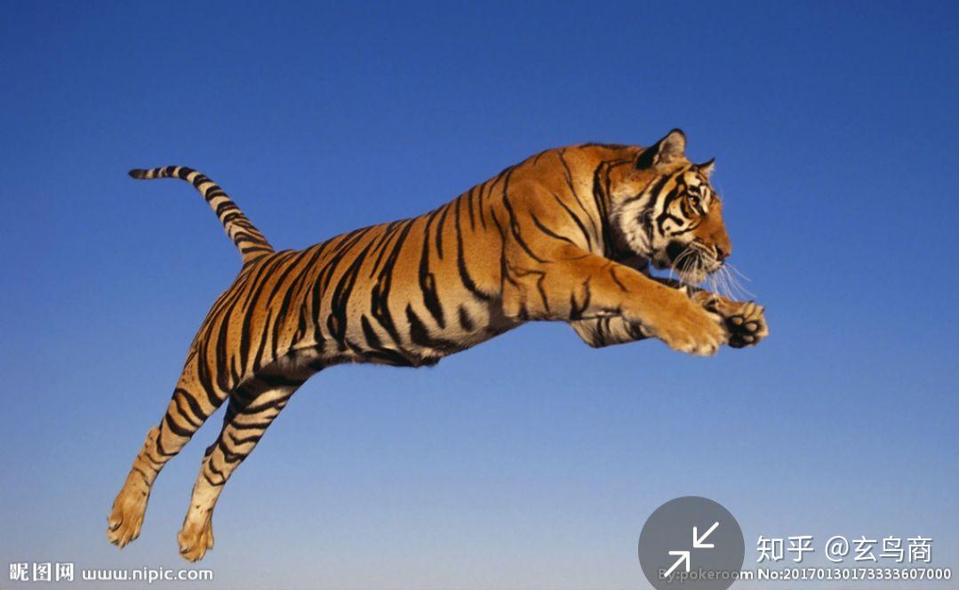 老虎的尾巴像一根木棍直直的没有弯曲
