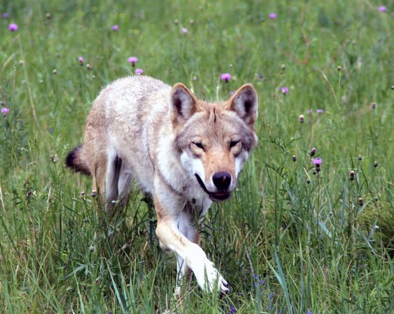 蒙品1选草原传奇自由的草原狼