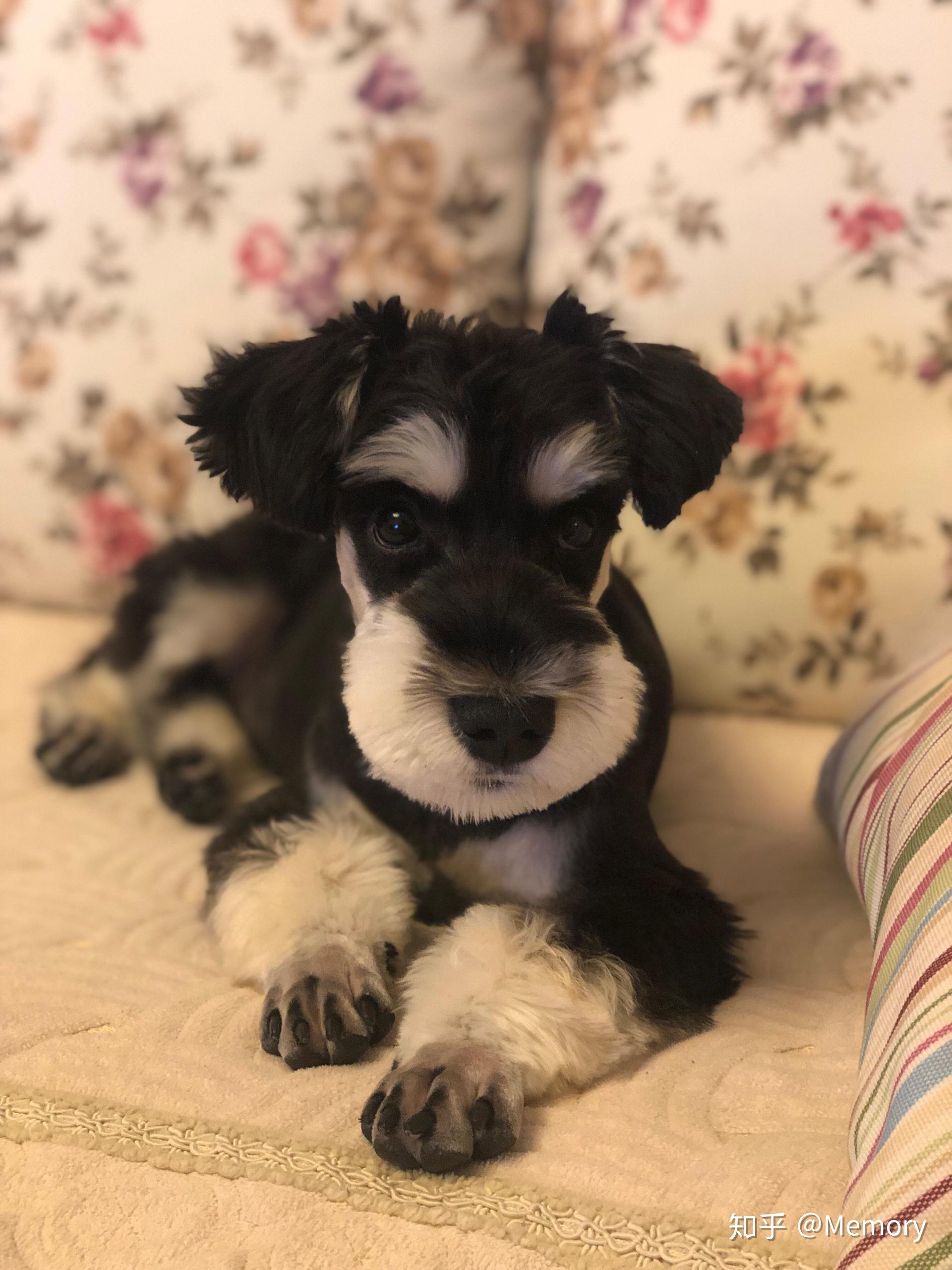 求几款好看的雪纳瑞造型