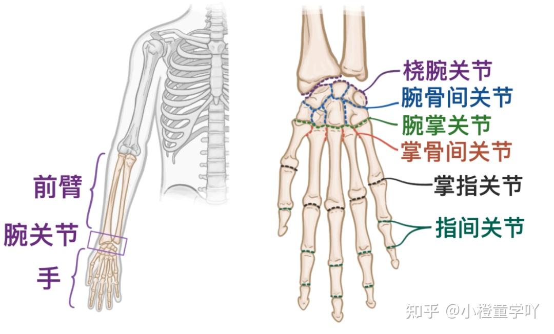 一文讲透腕关节和手关节解剖