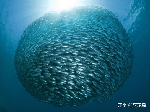 SJTU-MAGIC招收群体智能方向本科实习生 - 知乎