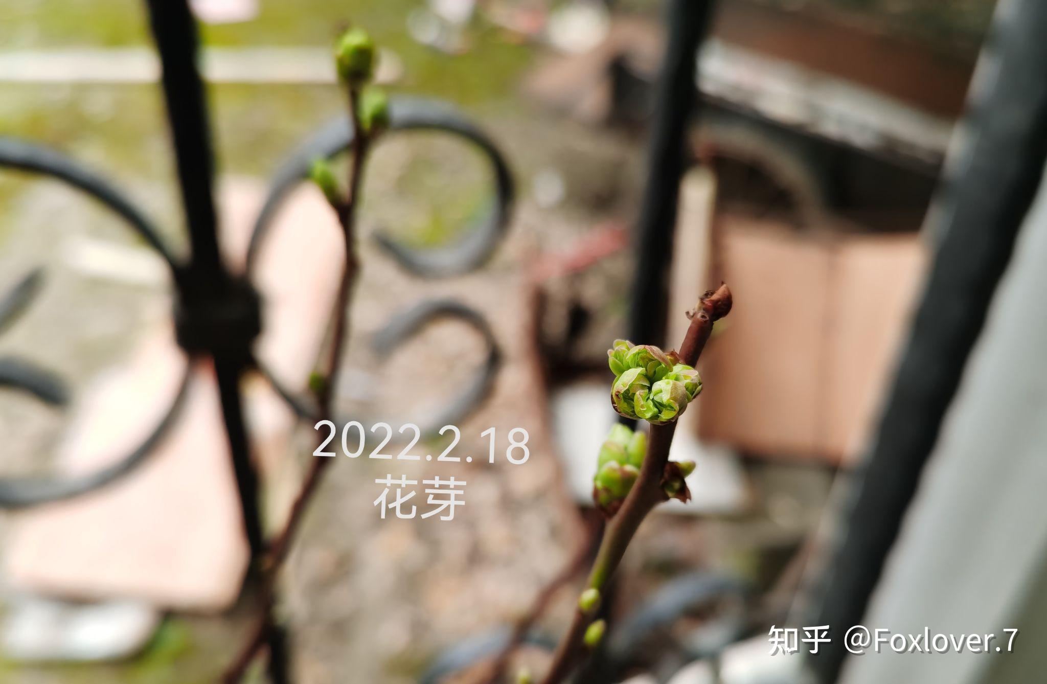 從花芽到蒂落藍莓生長全階段記錄