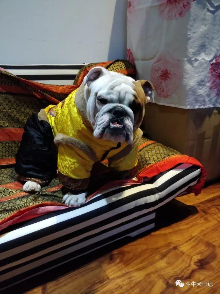 最美斗牛犬穿上龙袍朕就是天子中国武汉英国斗牛犬多多