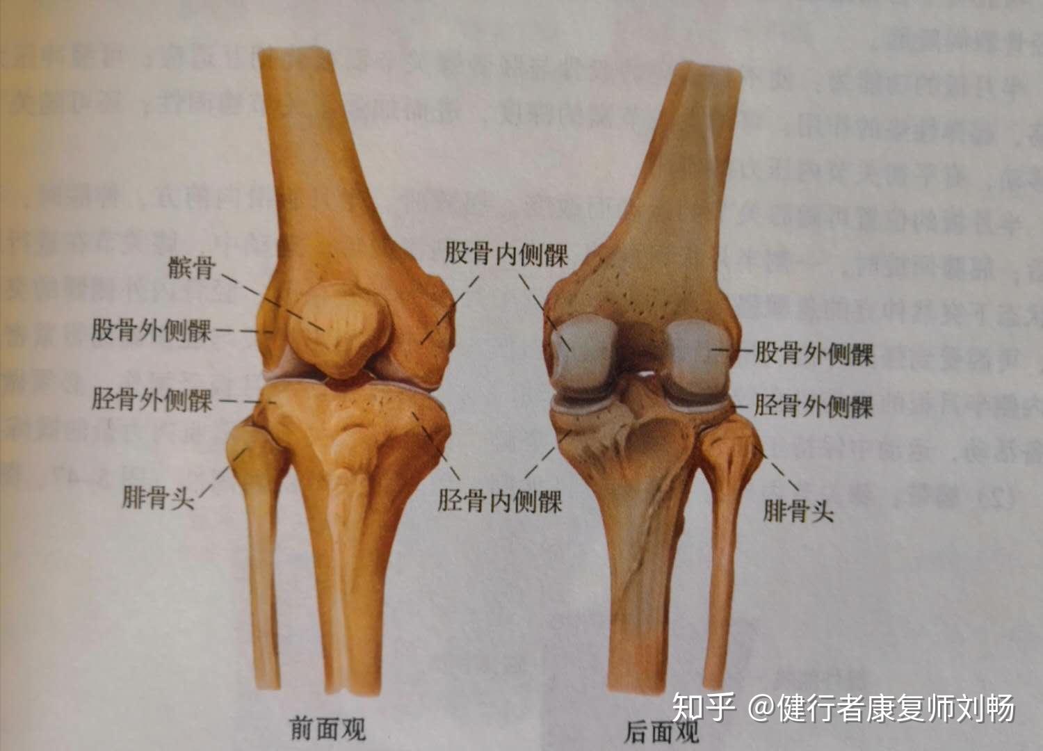 膝盖结构图解图片