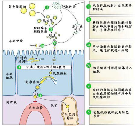 胆汁酸对饲料脂质和代谢能的影响 胆汁酸的代谢 挽美网