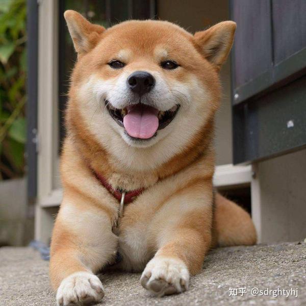 网红宠物柴犬图片有那些,想知道柴犬的优缺点分析 这篇文章不要错过