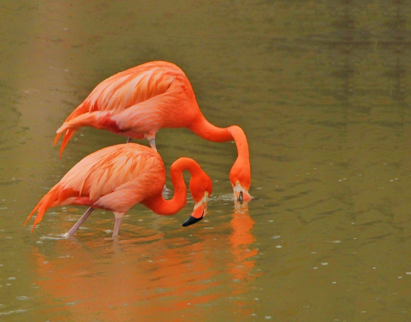 幸福的一对火烈鸟