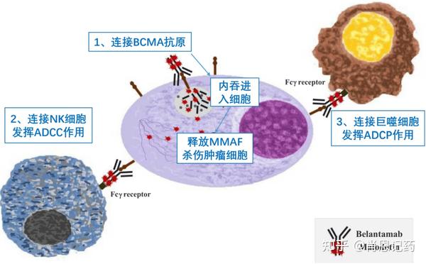 记住所有FDA生物药 | BCMA ADC | Belantamab Mafodotin 马贝兰他单抗 | 多发性骨髓瘤MM - 知乎