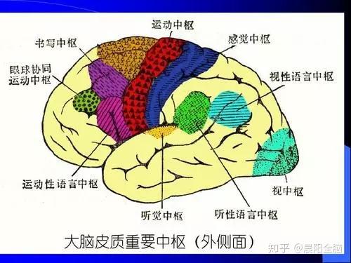 全脑教育:脑功能与脑图谱 - 知乎