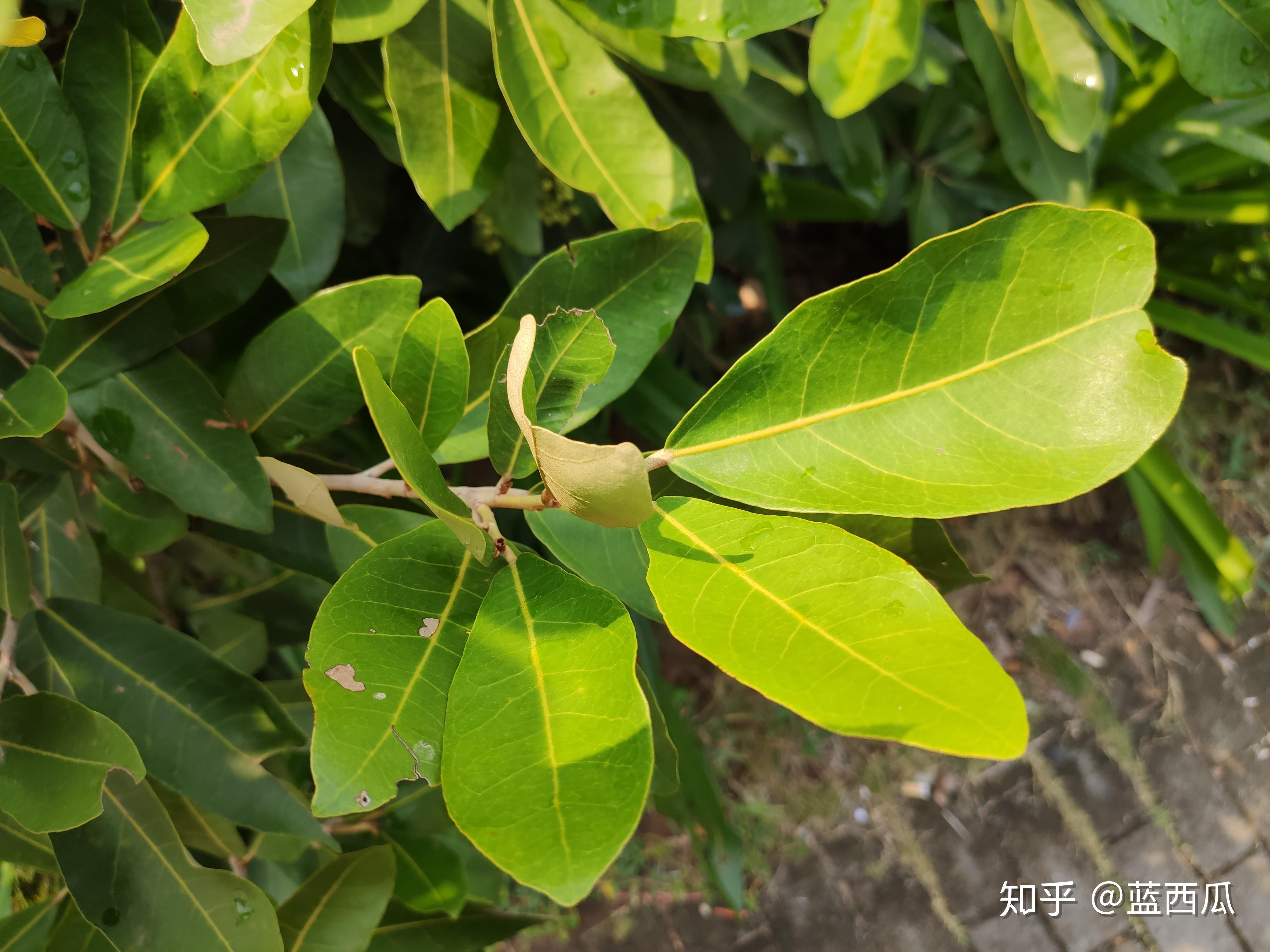 半红树植物(梧桐科) - 知乎