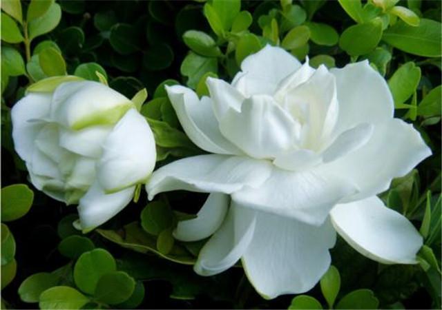 栀子花、月季、茉莉这3种花卉,夏季不修剪后悔一整年! - 知乎