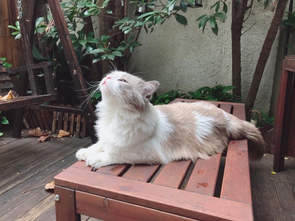 两只猫一起养会不会孤单 v2-e3184771e31fec6c0d43124740b3de8c_r.jpg