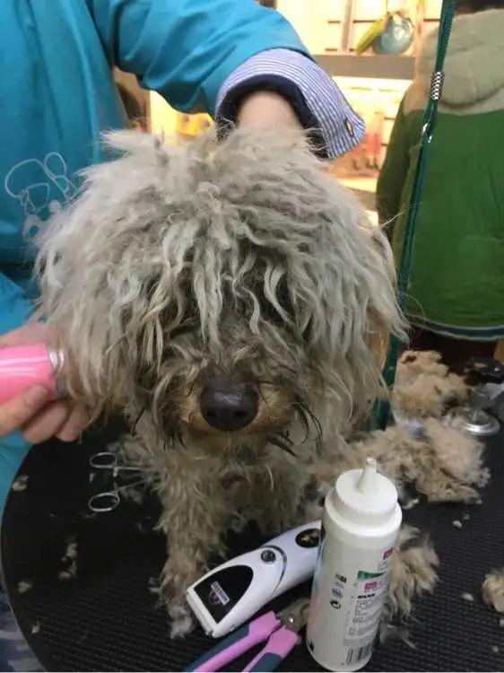 被弃的灰色狮子狗逆袭成白公主旧主欲重金赎回狗狗给了他白眼