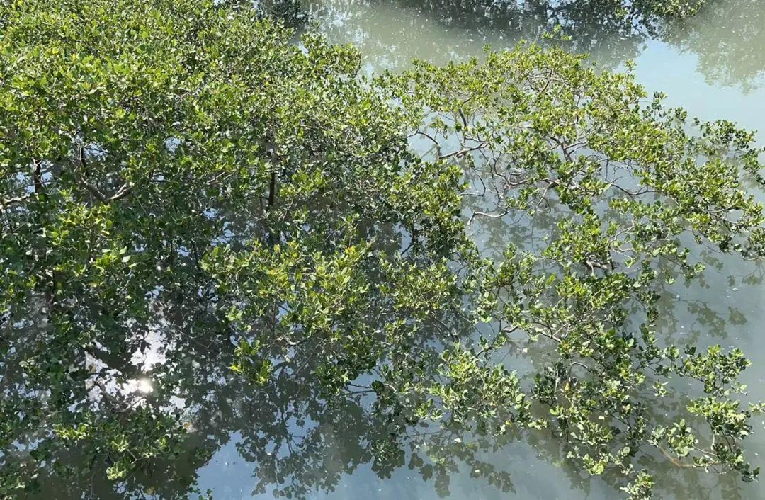百花齐放，攻坚克难 | 人工智能与自然系列（3）——红树林篇 - 知乎