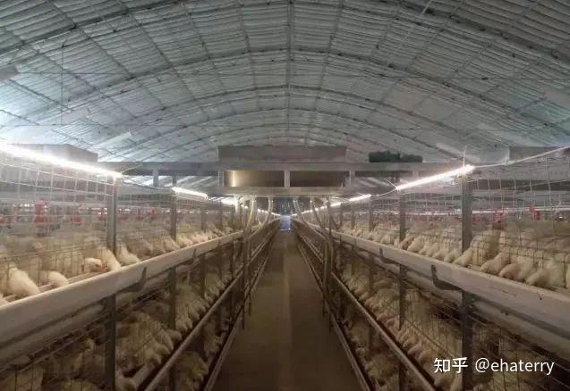 笼养肉鸡的饲养管理详解(建议收藏) - 知乎