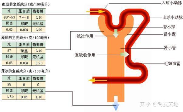 肾小囊的作用 zhuanlan.zhihu.com