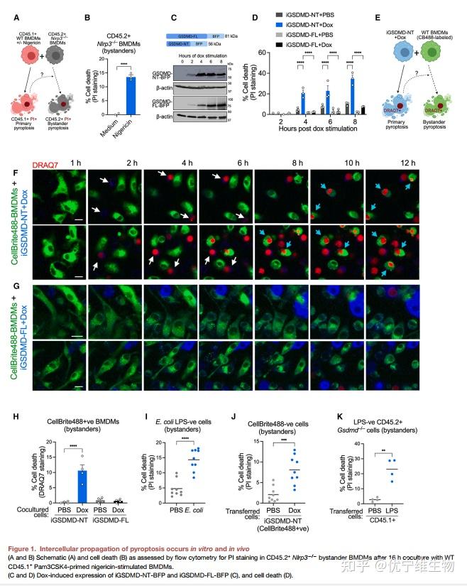 Cell、Nature揭秘细胞焦亡新机制:焦亡和外泌体顶流热点间的碰撞 - 知乎